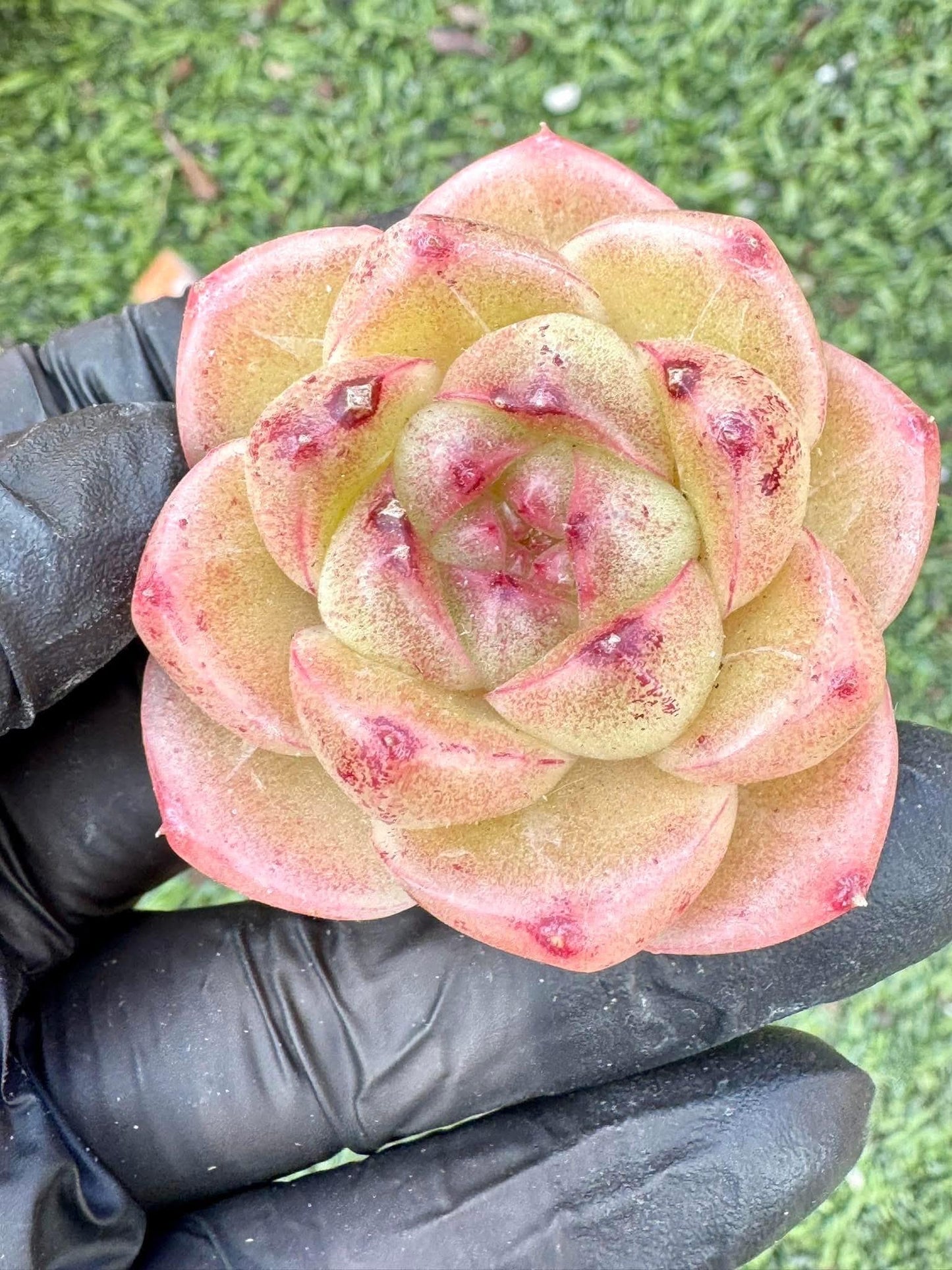 Echeveria Star Whisper | Live Succulent Plant | Korean Succulent | Rare Imported Echeveria | Imported Plants