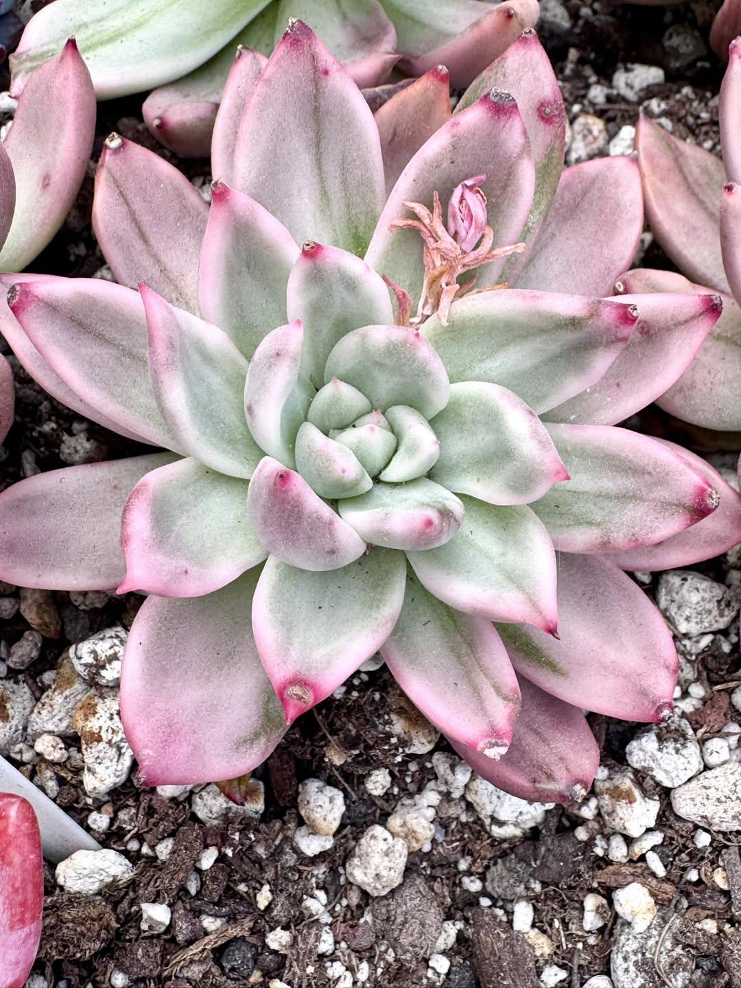 Echeveria Red Olecadron Variegated | Rare Imported Succulent | Collector’s Succulent