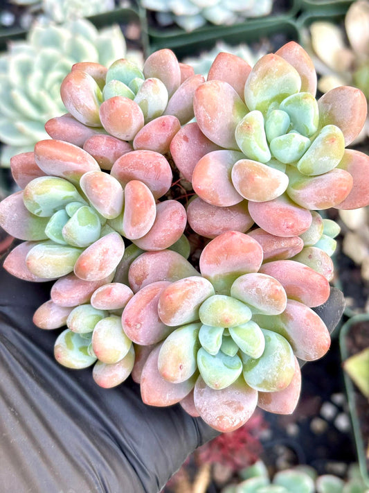Echeveria Luoshen Variegated | Live Succulent Plant | Korean Succulent | Variegated Echeveria | Imported Plants