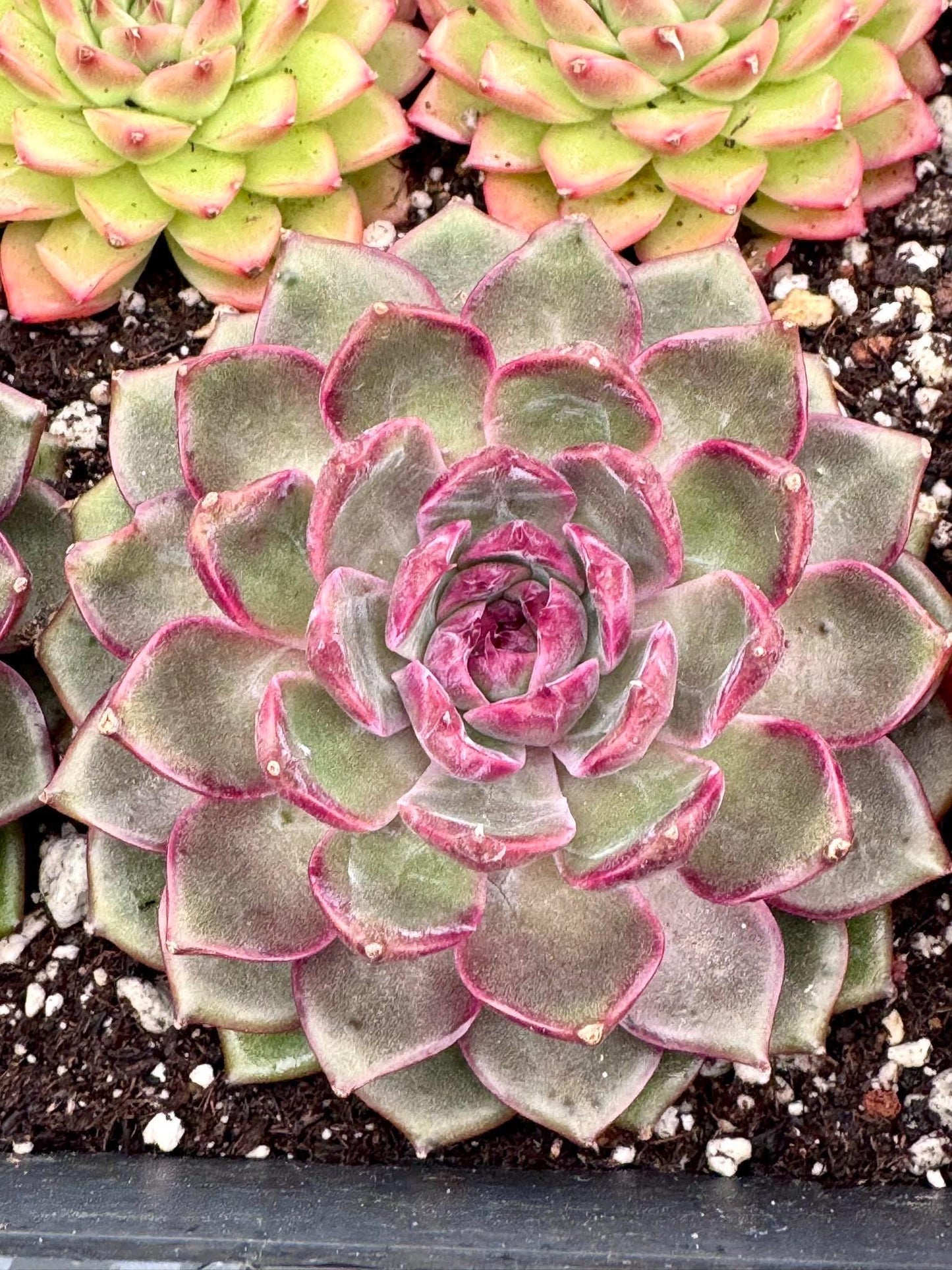 Echeveria Purple Berry | Live Succulent Plant | Korean Succulent | Variegated Pachyveria | Imported Plants