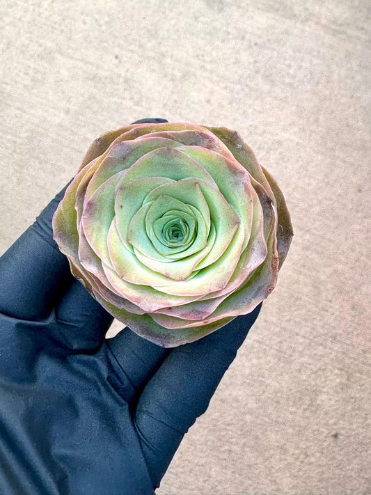 Greenovia Wine Glass | Rare Imported Succulent | Collector’s Succulent