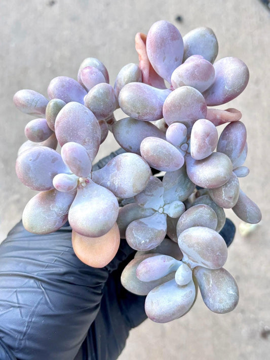 Graptopetalum Amethystinum Purple Moonstone | Live Succulent Plant | Echeveria Cluster | Rare Imported Echeveria | Imported Plants