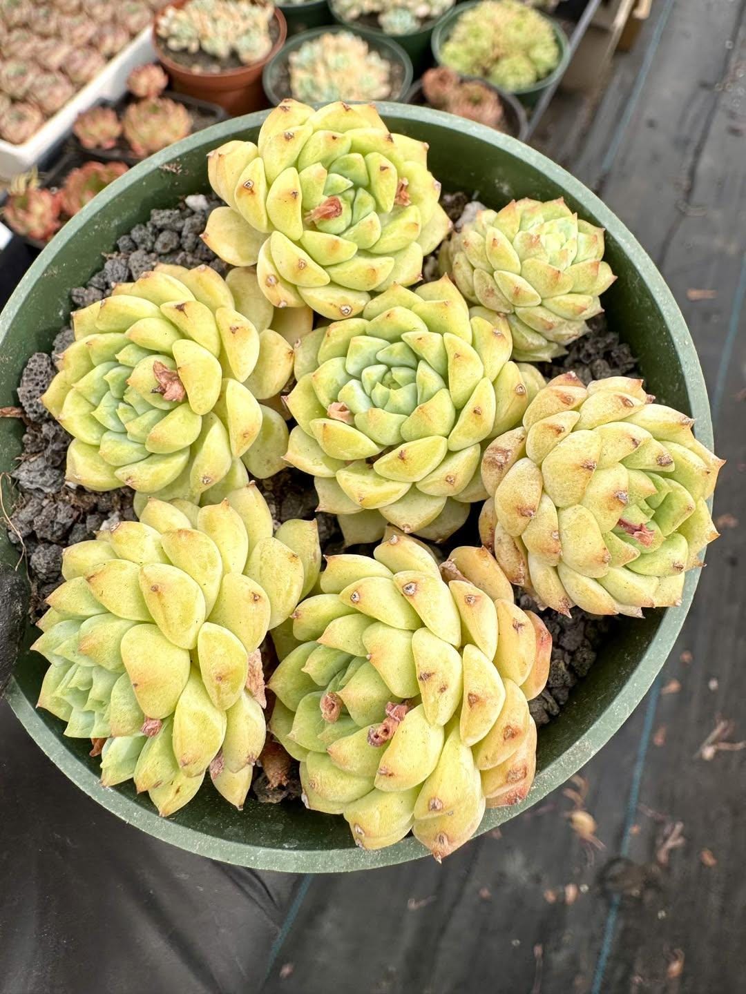 Echeveria Panda Face | Rare Imported Succulent | Collector’s Succulent
