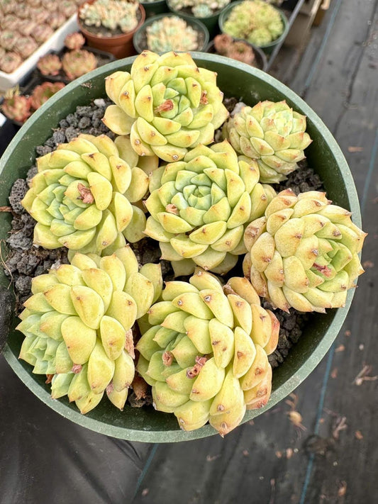 Echeveria Panda Face | Rare Imported Succulent | Collector’s Succulent