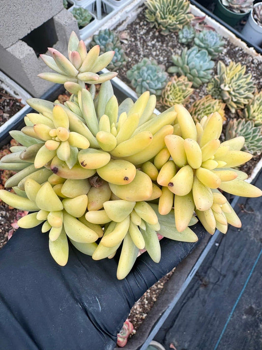 RARE Echeveria Crystal Ball Variegated | Rare Imported Succulent | Collector’s Succulent