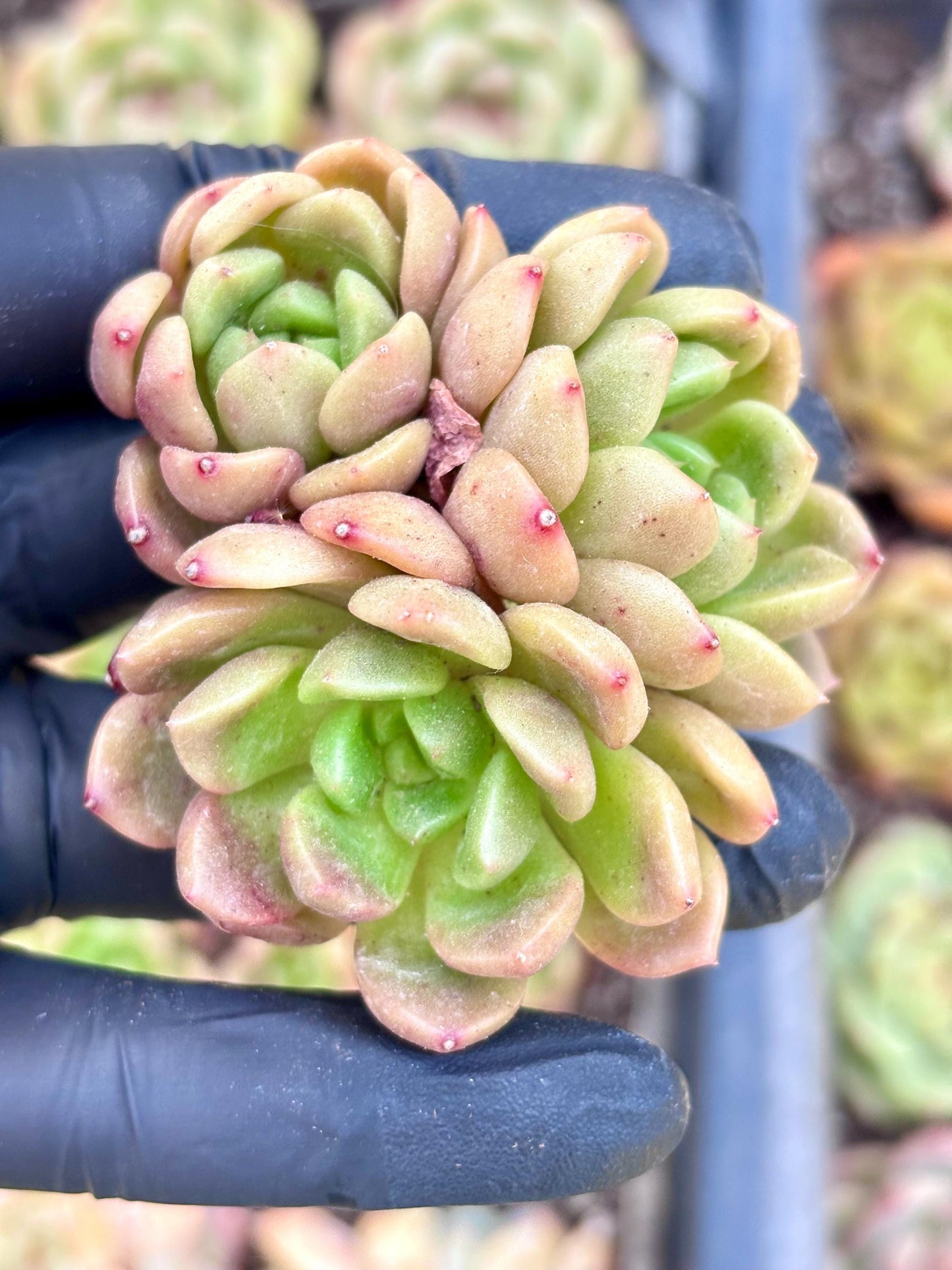 Echeveria Peace Bird | Live Succulent Plant | Echeveria Cluster | Rare Imported Echeveria | Imported Plants