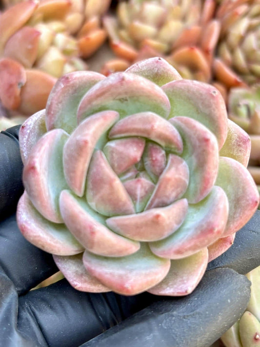 Echeveria Rouge | Live Succulent Plant | Echeveria Cluster | Rare Imported Echeveria | Imported Plants