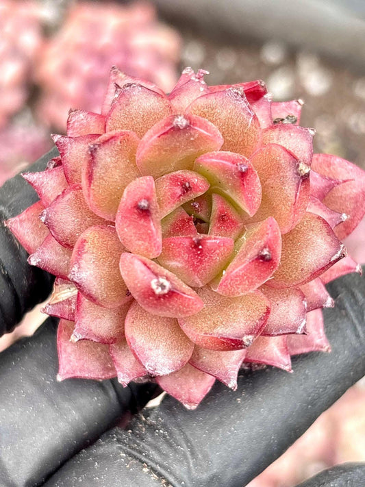Echeveria Playful | Live Succulent Plant | Korean Succulent | Rare Imported Echeveria | Imported Plants