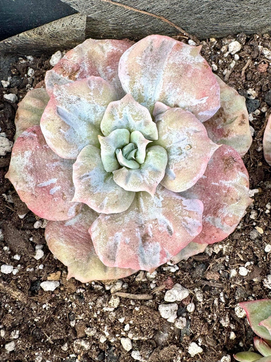 Echeveria Marvel Variegated | Rare Imported Succulent | Collector’s Succulent