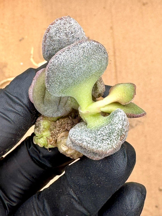 Adromischus Dumpling | Live Succulent Plant | Rare succulent