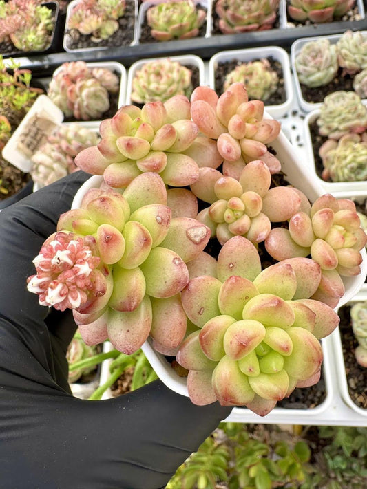Echeveria Shangri-La Variegated | Rare Imported Succulent | Collector’s Succulent