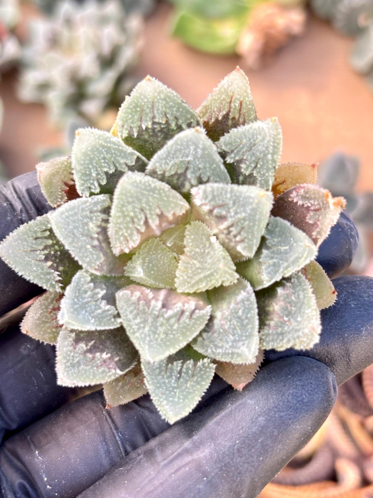 Haworthia White Emperor| Live Succulent Plant | Korean Succulent | Rare Imported Echeveria | Imported Plants