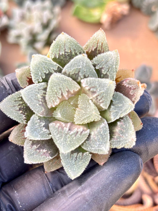 Haworthia White Emperor| Live Succulent Plant | Korean Succulent | Rare Imported Echeveria | Imported Plants