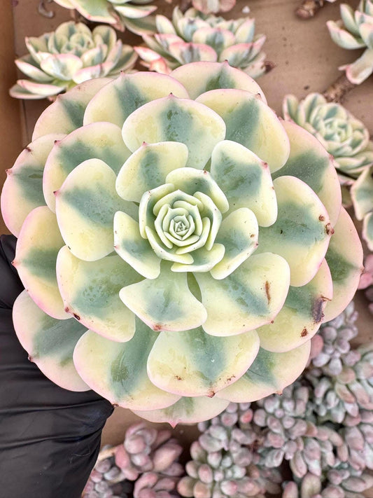 Echeveria Lenore Dean Variegated | Live Succulent Plant | Korean Succulent | Rare Imported Echeveria | Imported Plants