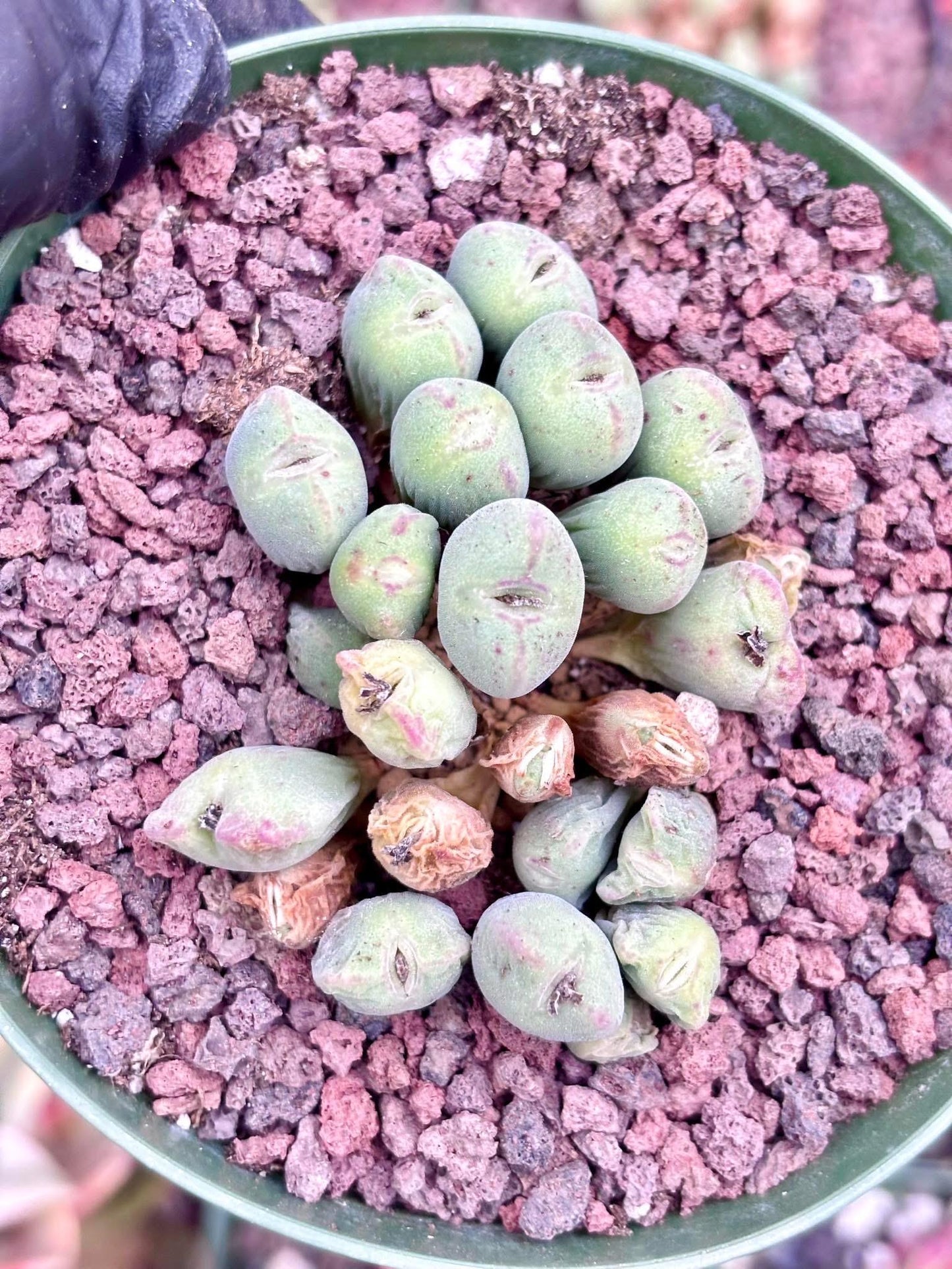 Conophytum Minutum Flute | Live Succulent Plant | Korean Succulent | Rare Imported Echeveria | Imported Plants