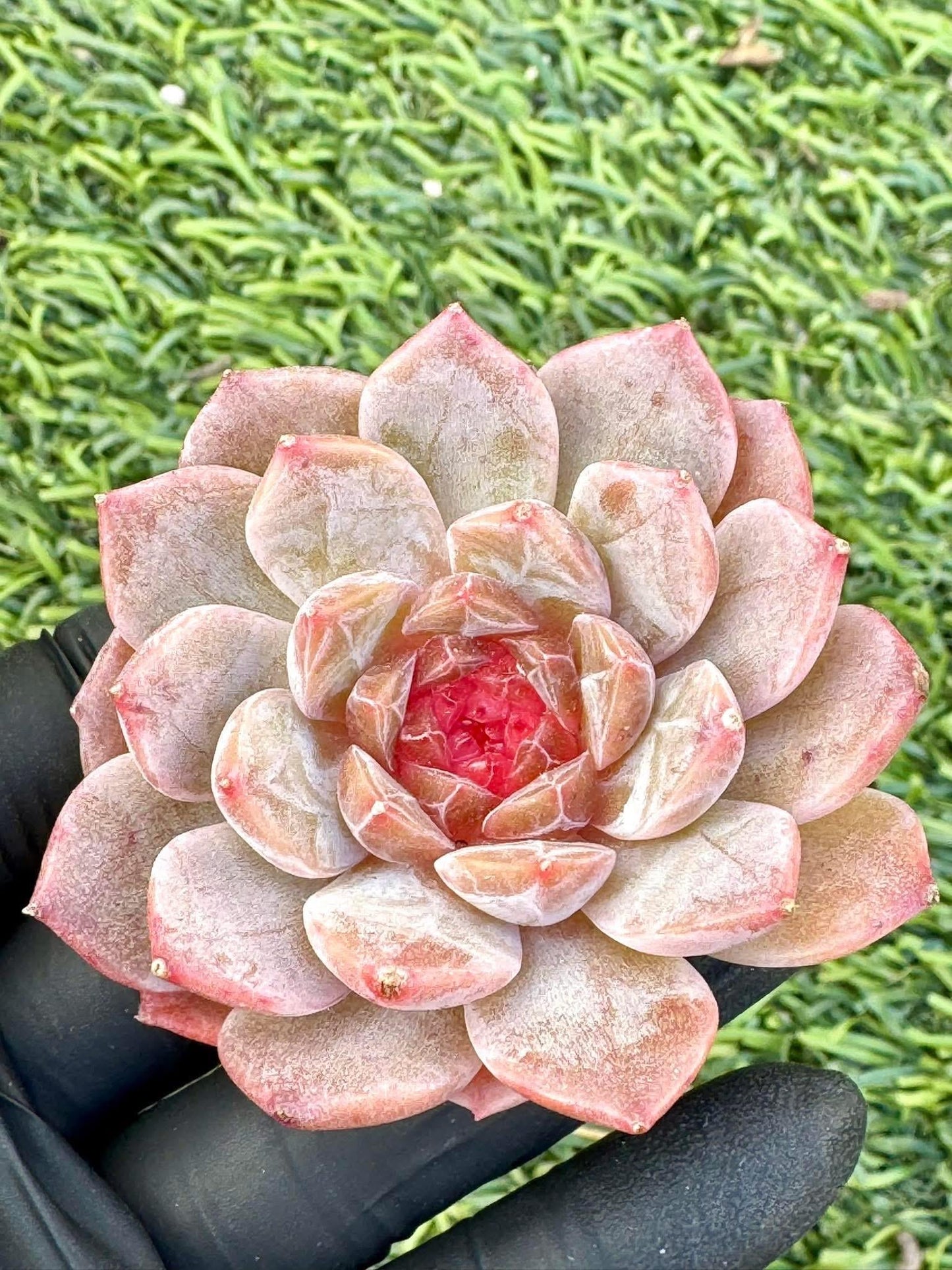 Echeveria Karma Fire | Live Succulent Plant | Korean Succulent | Variegated Echeveria | Imported Plants