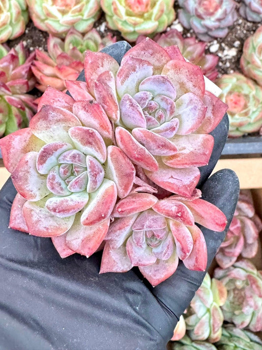 Echeveria Amber Jenny | Live Succulent Plant | Korean Succulent | Rare Imported Echeveria | Imported Plants