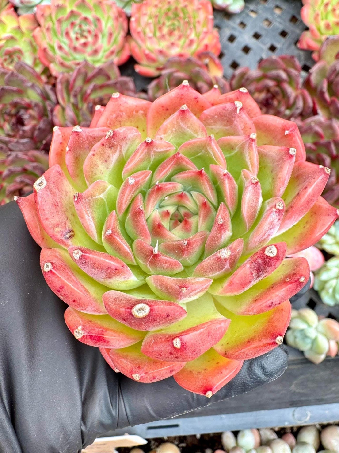 Echeveria Strawberry Balls | Live Succulent Plant | Korean Succulent | Variegated Pachyveria | Imported Plants