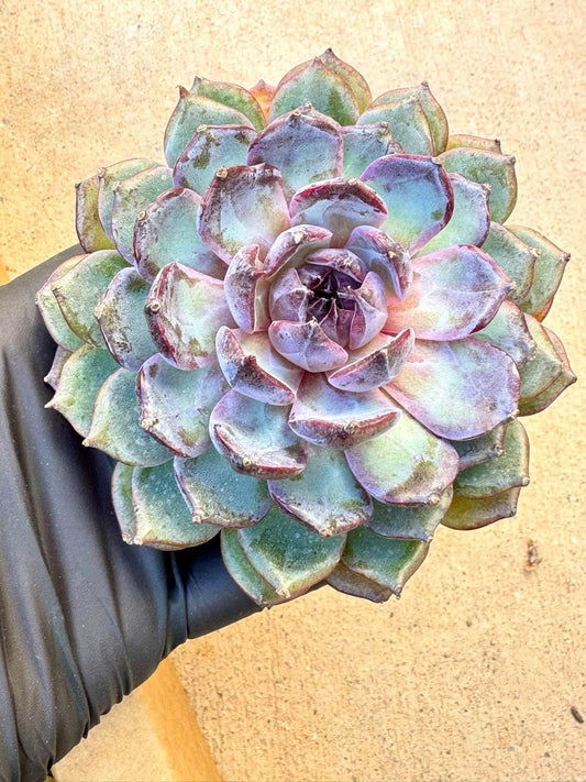 Echeveria Blue Rose | Live Succulent Plant | Korean Succulent | Variegated Pachyveria | Imported Plants