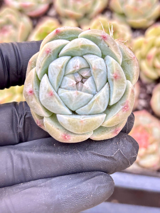 Echeveria Lychee Bubble| Live Succulent Plant | Korean Succulent | Variegated aeonium | Imported Plants |