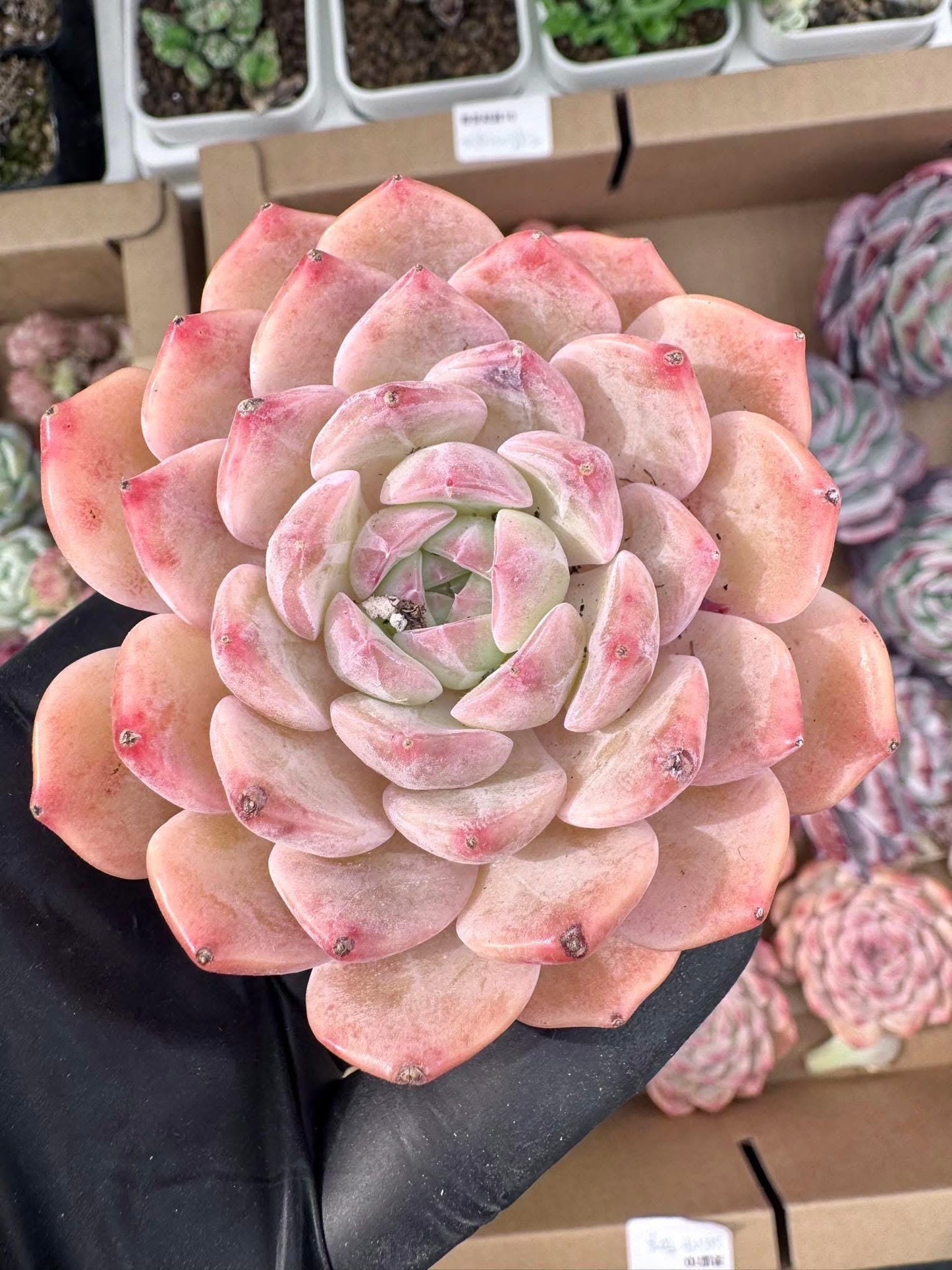 Echeveria Spirit Fox | Live Succulent Plant | Korean Succulent | Variegated Echeveria | Imported Plants | Echeveria Clusters