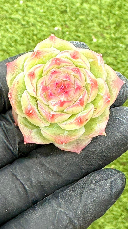 Echeveria Blue Sky | Live Succulent Plant | Korean Succulent | Rare Imported Echeveria | Imported Plants