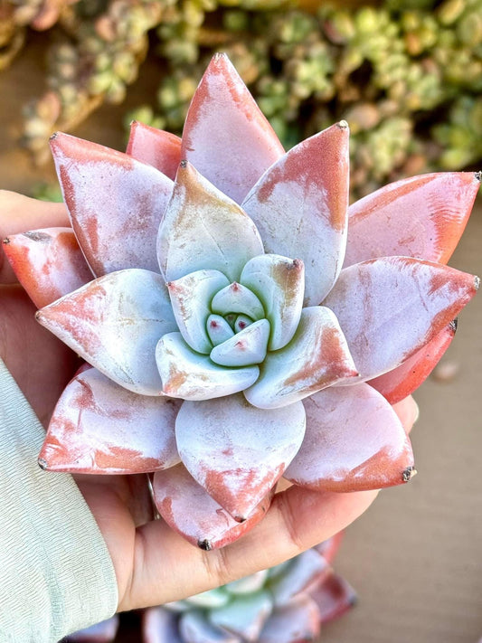 Echeveria Pink Glam | 4” pot | Live Succulent Plant | Korean Succulent | Variegated Pachyveria | Imported Plants