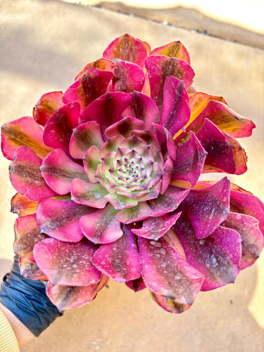 Aeonium Powder Beauty Variegated | Live Succulent Plant | Korean Succulent | Rare Imported Aeonium | Imported Plants