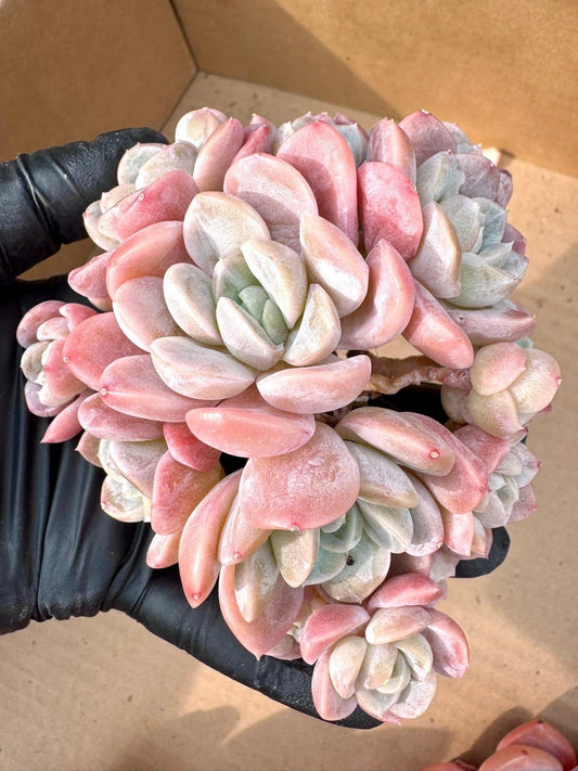 Echeveria Half Moon Bay | Rare Imported Succulent | Collector’s Succulent