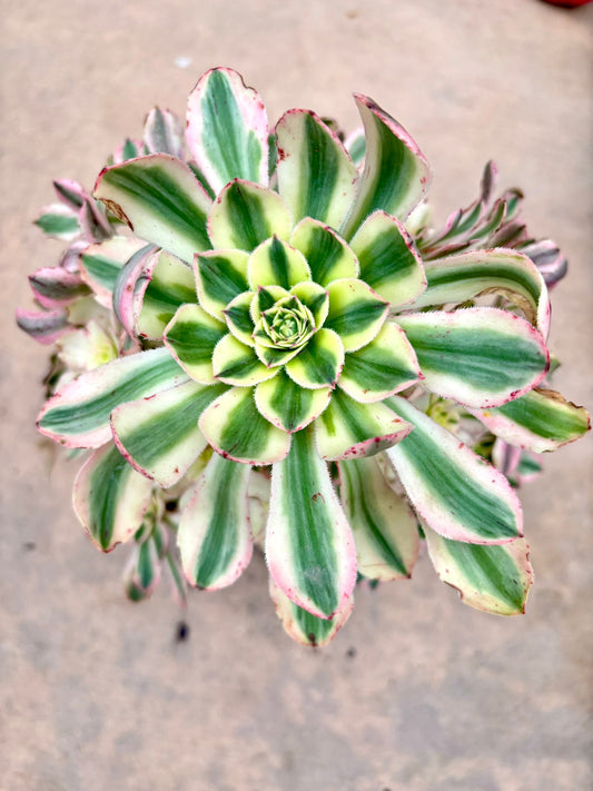 Aeonium Green Chanel Variegated | Live Succulent Plant | Korean Succulent | Rare Imported Echeveria | Imported Plants