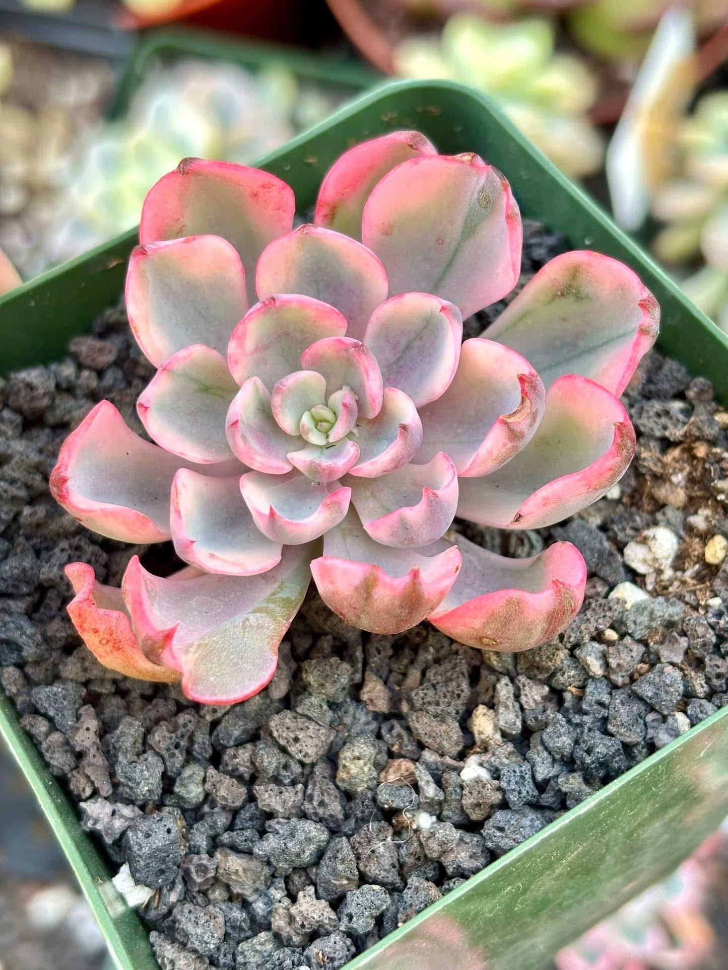 Echeveria Raindrop Variegated | Live Succulent Plant | Rare Imported Echeveria | Imported Plants
