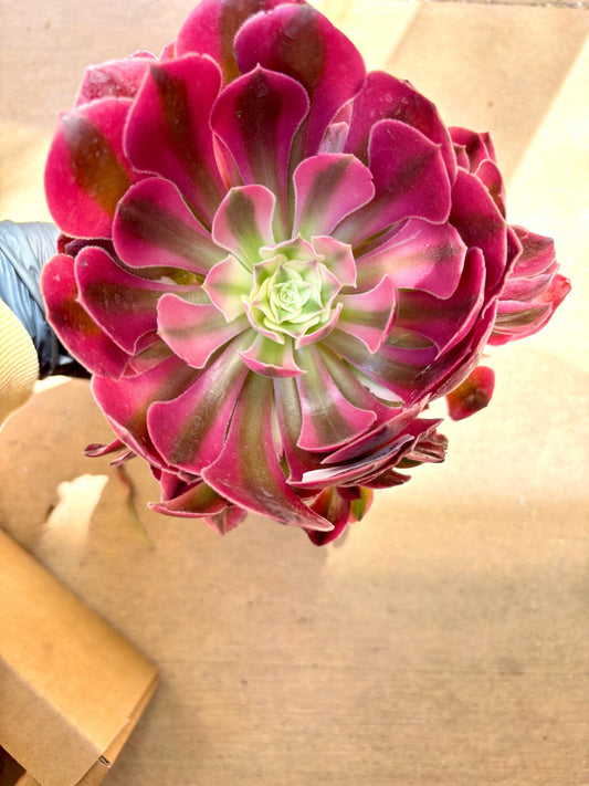 Aeonium Xiang Fei Variegated | Live Succulent Plant | Korean Succulent | Rare Imported Aeonium | Imported Plants