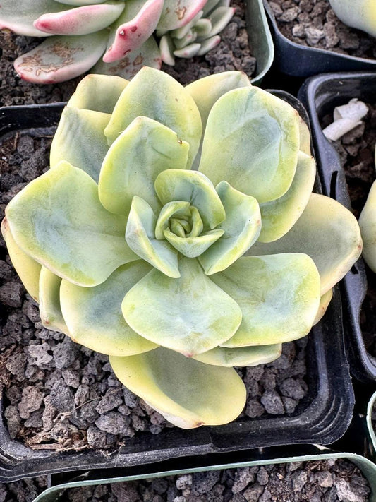 Echeveria Sprite Variegated | Rare Imported Succulent | Collector’s Succulent