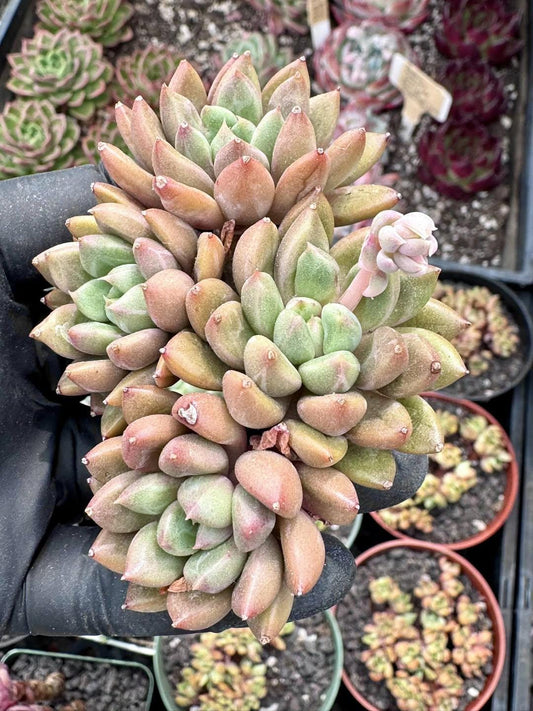 Echeveria Red Heart | Rare Imported Succulent | Collector’s Succulent