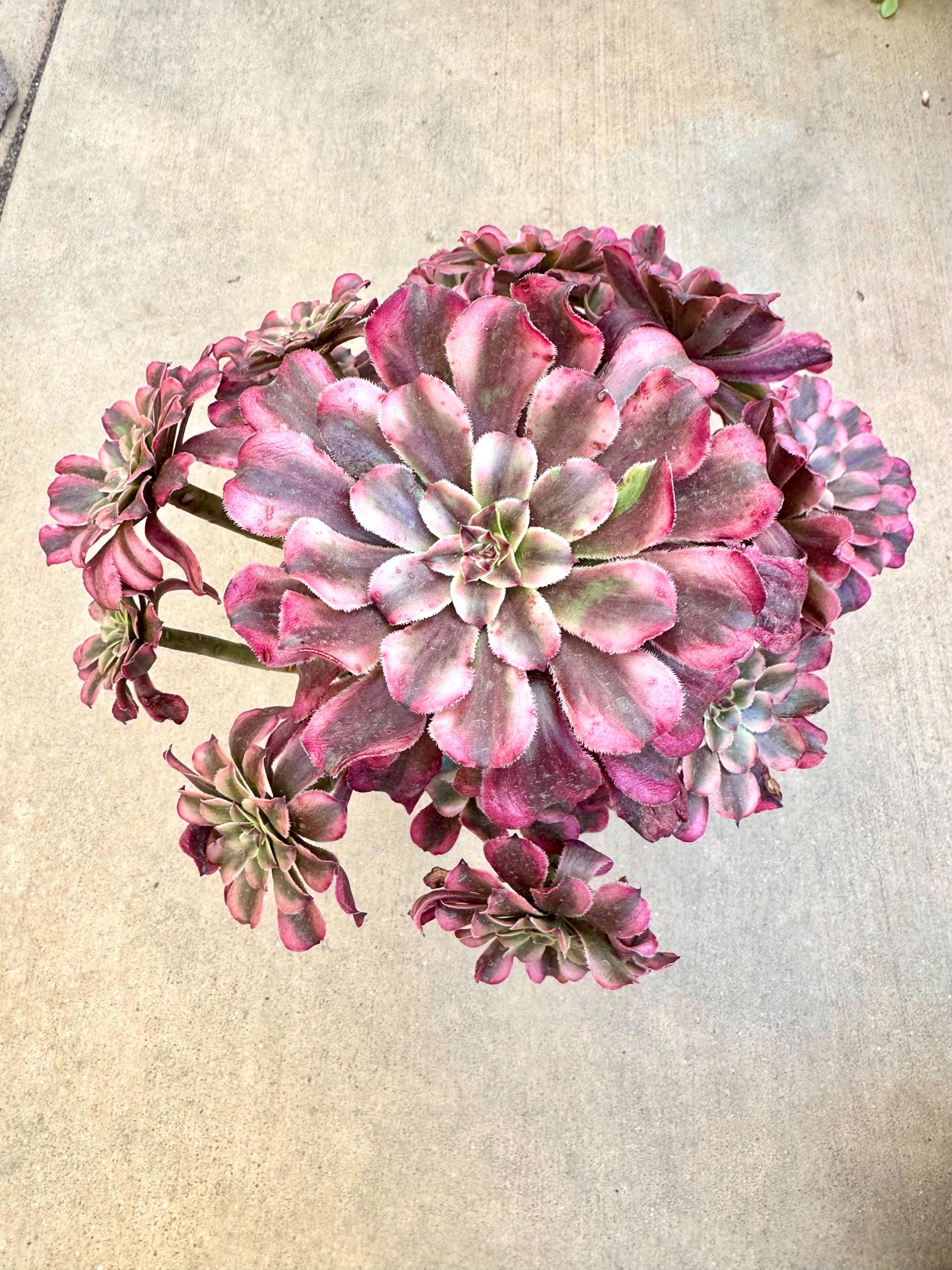 pink succulent plants live Aeonium Strawberry Variegated | Live Succulent Plant