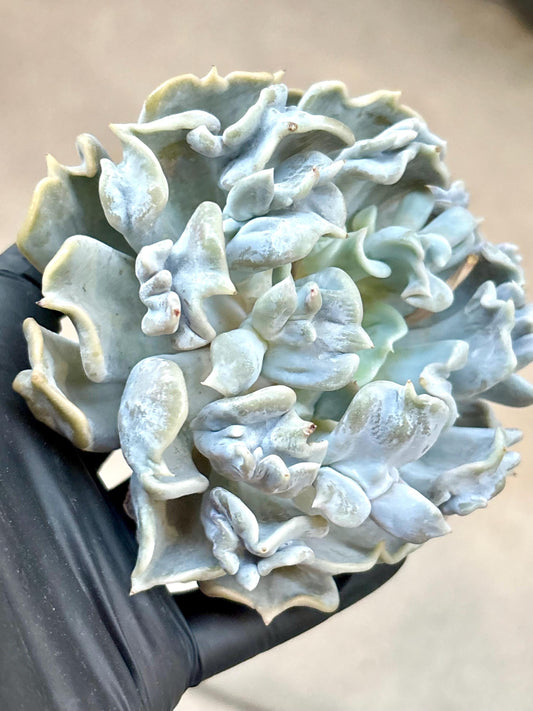 Echeveria Thriller Pearl| Live Succulent Plant | Korean Succulent | Rare Imported Echeveria | Imported Plants