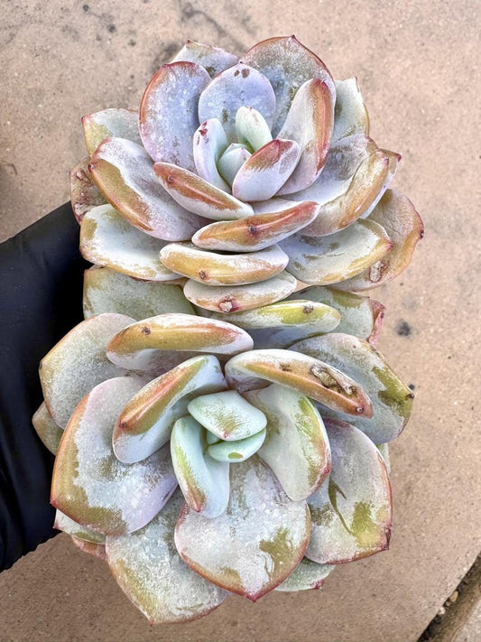 Echeveria Milk Tea | Rare Imported Succulent | Collector’s Succulent