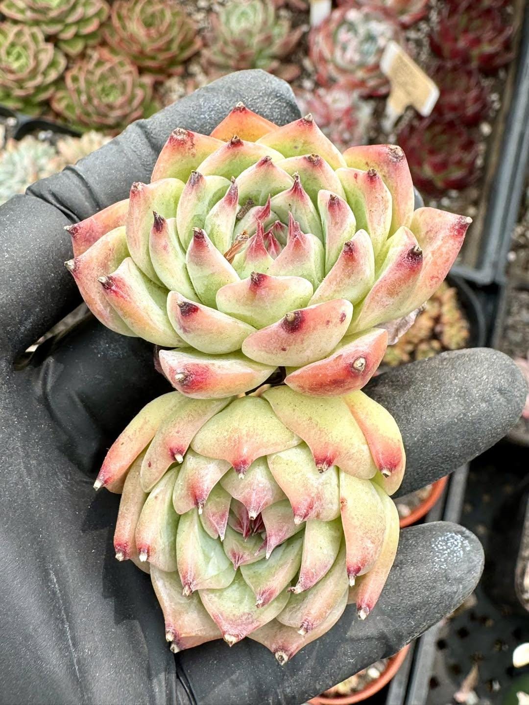 Echeveria Honey Peach | Rare Imported Succulent | Collector’s Succulent