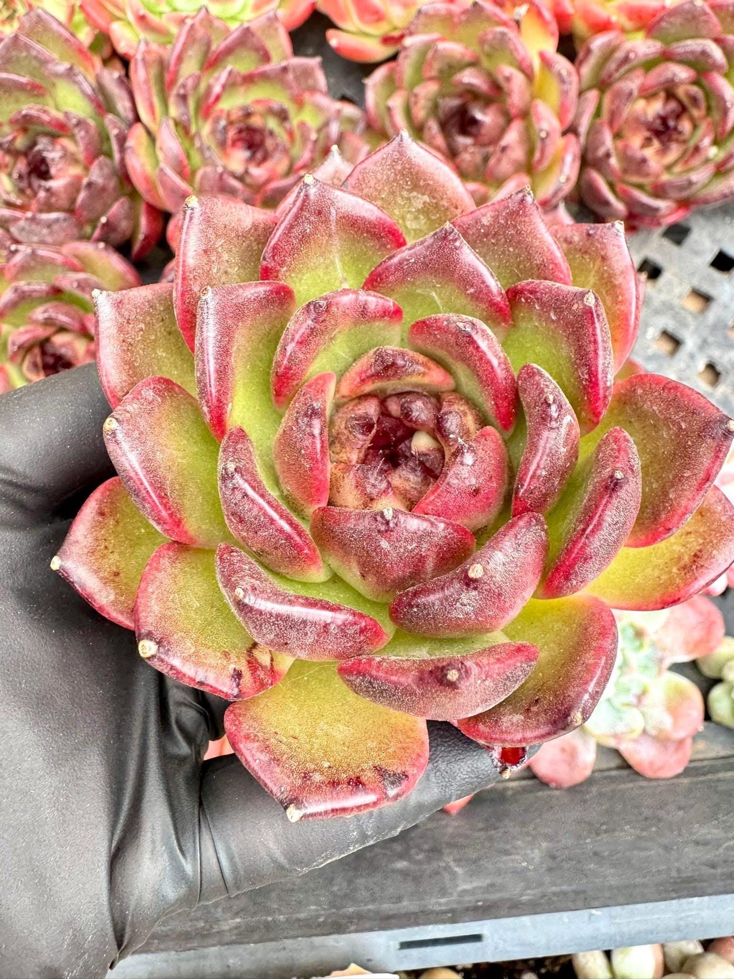 Echeveria Black Pearl | Live Succulent Plant | Imported Succulent | Variegated Echeveria | Imported Echeveria