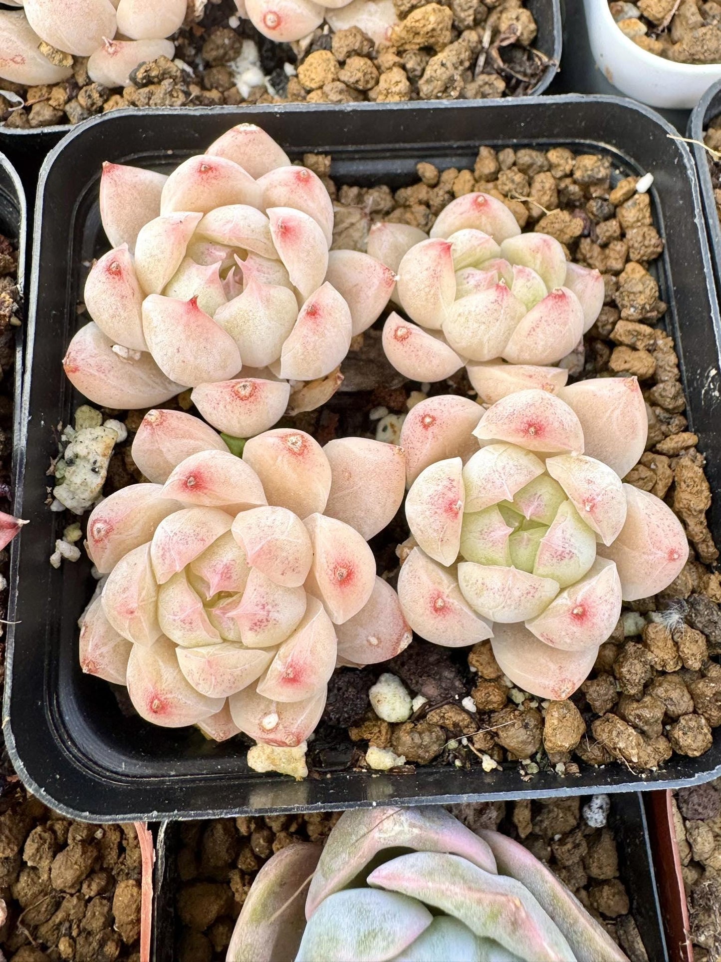 Echeveria Festival | Rare Imported Succulent | Collector Succulent