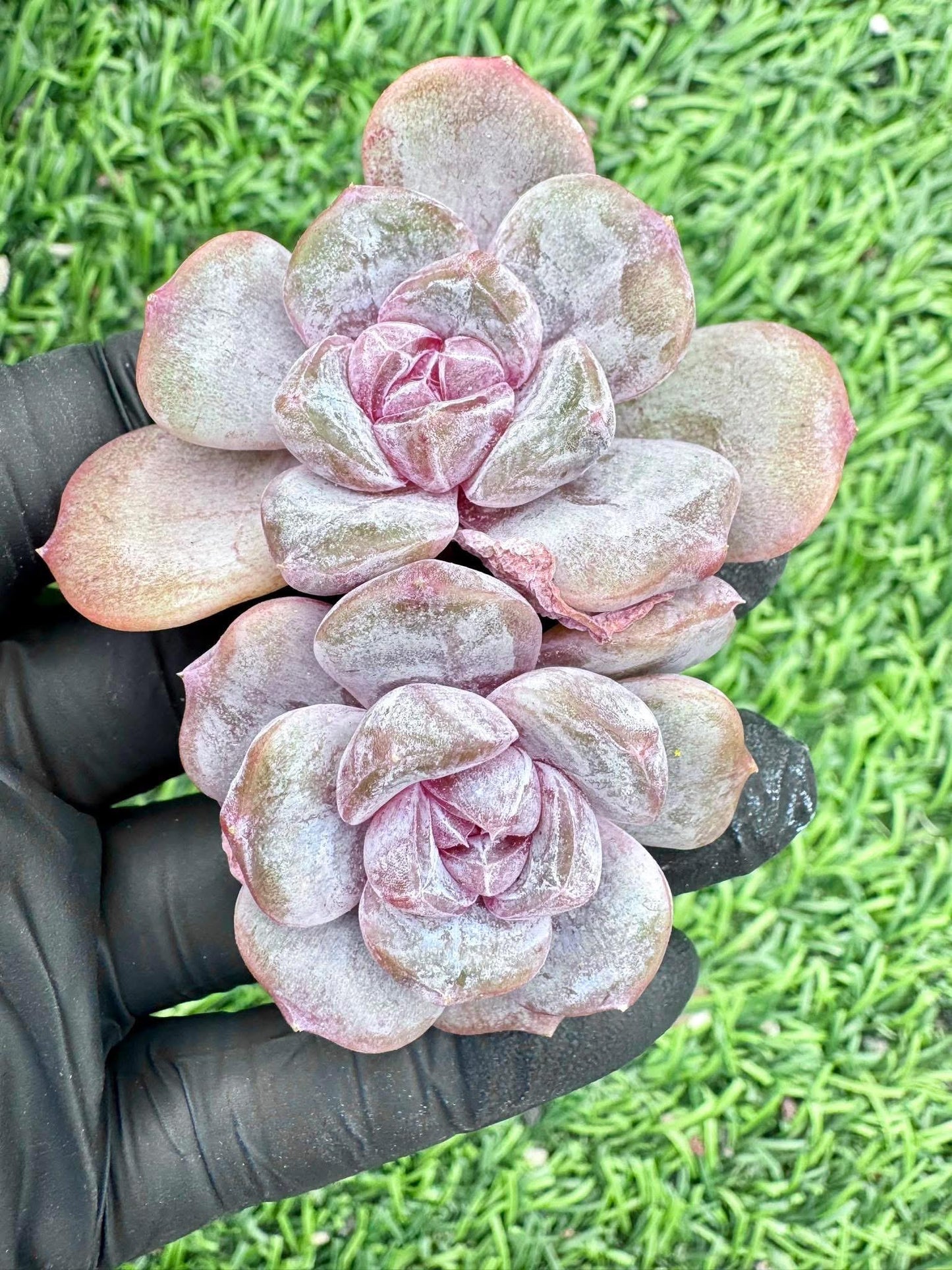Echeveria Purple Heart | Live Succulent Plant | Korean Succulent | Variegated Echeveria | Imported Plants