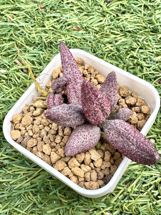 Adromischus Masculata Red | Live Succulent Plant | Rare succulent