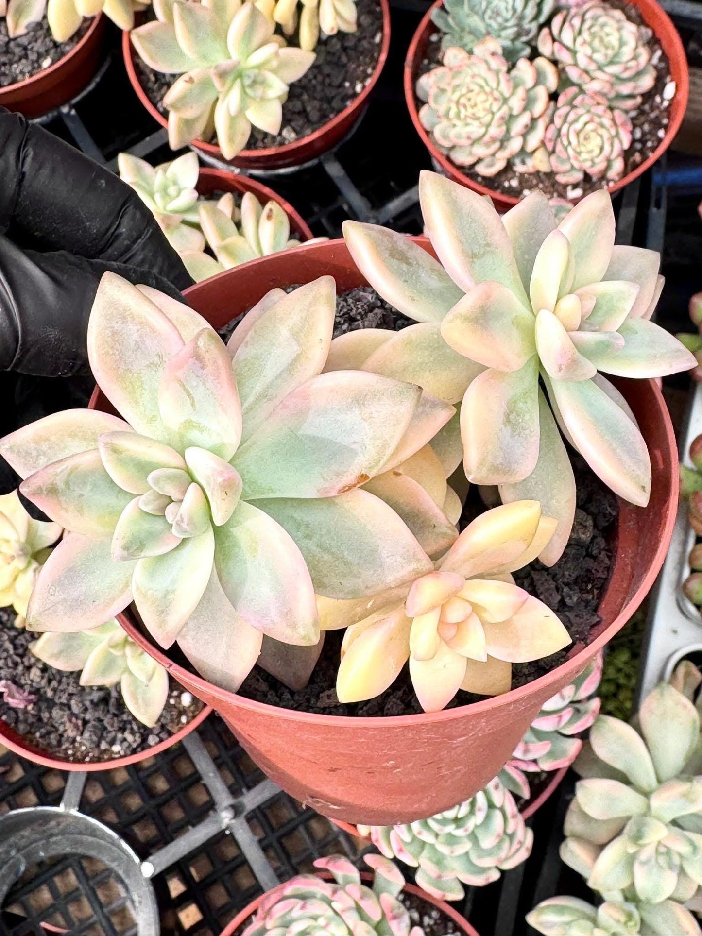Echeveria Awayuki Variegated | Live Succulent Plant | Korean Succulent | Variegated Echeveria | Imported Plants