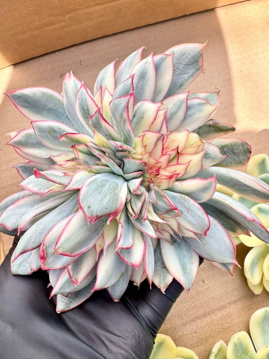 Echeveria Esther Variegated Crested | Live Succulent Plant | Korean Succulent | Variegated Echeveria | Imported Plants