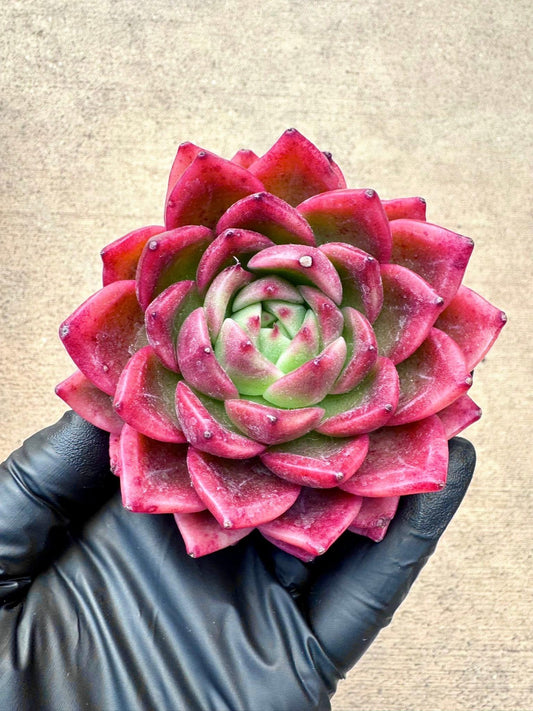 Echeveria Mexican Rose | Rare Imported Succulent | Collector’s Succulent