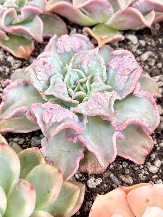 Echeveria Madiba Wart Variegated | Rare Imported Succulent | Collector’s Succulent