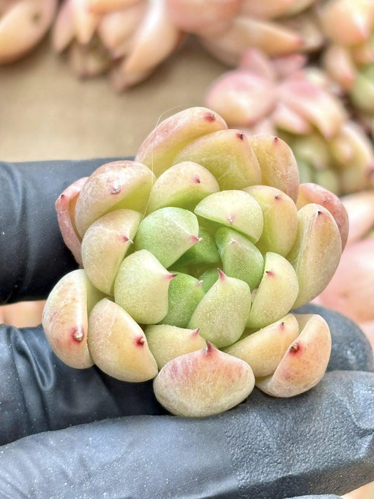 Echeveria Jenny | Live Succulent Plant | Korean Succulent | Variegated Echeveria | Imported Plants | Echeveria Clusters