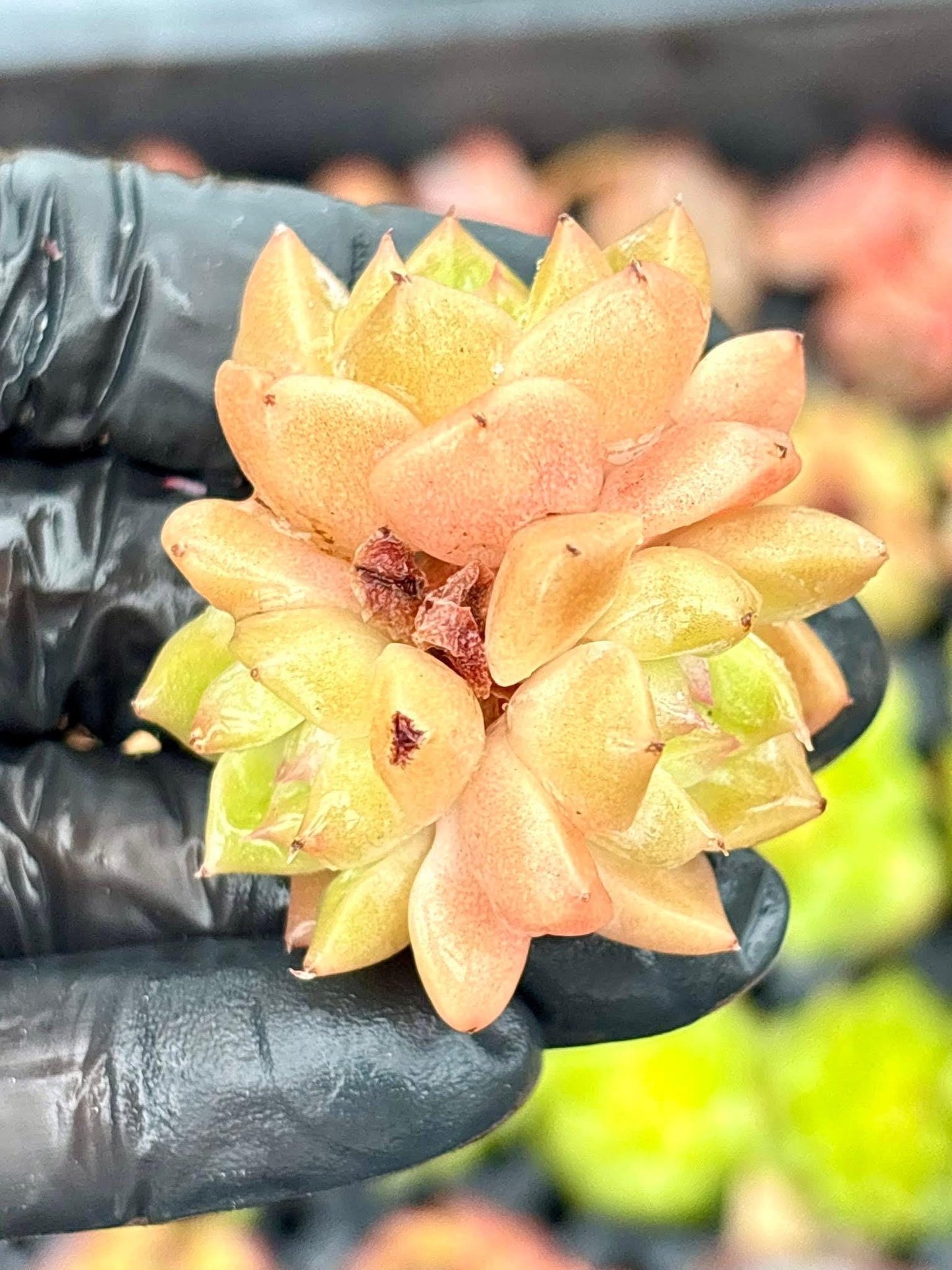 Echeveria Orange Island | Live Succulent Plant | Korean Succulent | Rare Imported Echeveria | Imported Plants