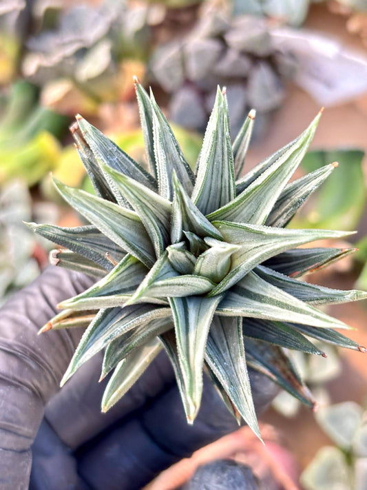 Haworthia Ivory Tower White Variegated | Live Succulent Plant | Korean Succulent | Rare Imported Haworthia | Imported Plants
