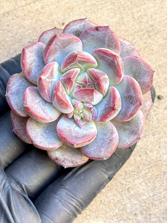 Echeveria Zajiao size ~2.25” | Live Succulent Plant | Imported Plants | Pink Echeveria